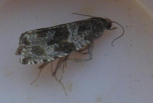 Orthotaenia undulana